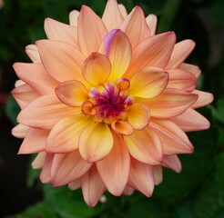 a closeup of a beautiful dahlia flower