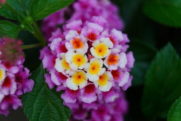 a closeup of Lantana flowers