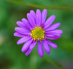 Obraz premium a flower with the petals showing its beauty with small pollen