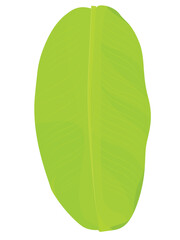 Fresh whole banana leaf