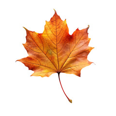 orange leaf in autumn isolated on transparent background