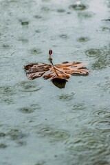 Leaf floating in a rain-soaked body of water, illuminated by water droplets.