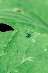 Vertical closeup shot of a small black ant crawling on a green leaf