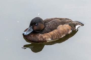 madagascar pochard