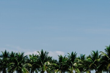 Fototapeta premium Picturesque view of palm trees and a clear blue sky in the background