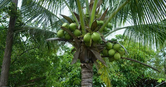 Fresh large green coconuts dangle from palm tree ready for eat Coconuts staple of exotic fruits diets with vitamins and minerals. Essential to healthy eating coconuts offer taste of tropical nature.