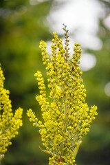Vibrant yellow flowering plant stands in contrast to a backdrop of lush green foliage