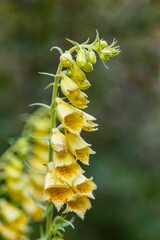 Yellow foxglove flower growing in a lush forest on a sunny day - obrazy, fototapety, plakaty