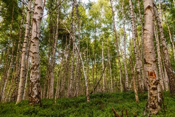 Naklejka premium Lush, vibrant forest with a diverse range of trees and shrubs of varying heights, shapes and colors