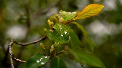 Rainy drop from close up