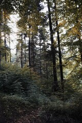 Fototapeta premium Tranquil landscape of a wooded area, with a line of trees standing together in the foreground