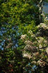 Beautiful scene featuring the vibrant foliage of flowering trees basking in the rays of the sun