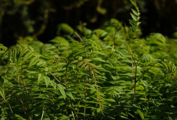 Vivid outdoor landscape featuring lush green plants