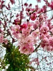 Vibrant array of pink flowers blooms