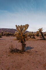 Stunning landscape featuring a vast field with Joshua trees against a clear blue sky in California