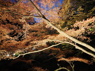 群馬県渋川市伊香保にある河鹿橋の紅葉
