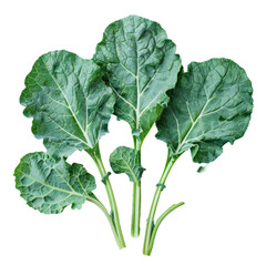 Green leaves of a vegetable plant on transparent background. Cruciferous vegetables
