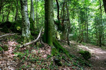 a trail running through a wooded forest with trees and moss