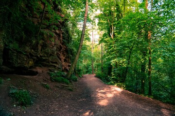 Dirt path winds through a dense forest with tall, lush green trees