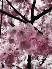 A vibrant display of springtime beauty! These magnolia and cherry blossom trees are overflowing with delicate pink and white flowers.