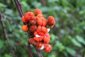 Guaraná Selvagem - Amazonas