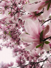 A vibrant display of springtime beauty! These magnolia and cherry blossom trees are overflowing with delicate pink and white flowers.