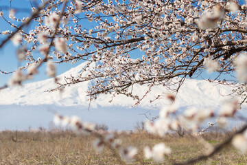 Selective focus of apricot blossoming  branches in blue sky background and snowy mountain. Beautiful blossom during spring season. Floral pattern texture. Nature background.