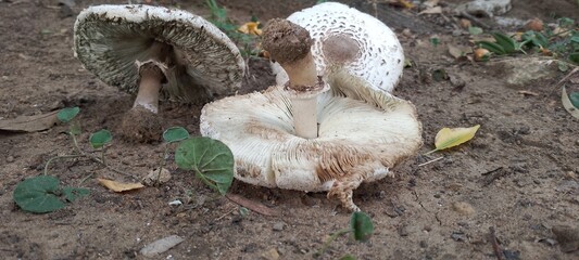 Closeup photograph of the bottom of a wild White mushroom with brown spots and two smaller...