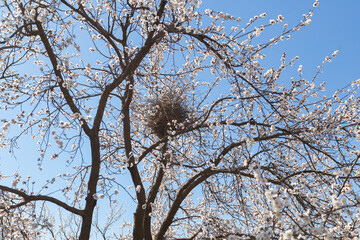 Blooming tree in spring with bird's nest