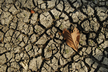 dry soil and dry leaves during the dry season