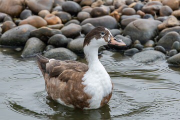 duck on the water