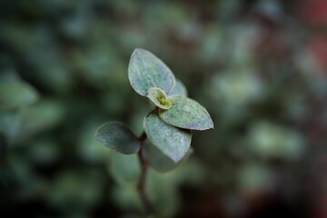 Fototapeta na wymiar Closeup of a vibrant Creeping inchplant in a lush green with a blurry background