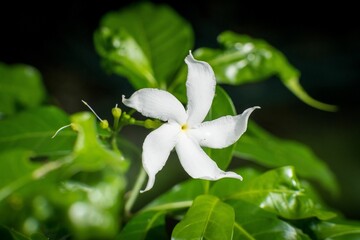 Closeup of a vibrant  Pinwheelflower in a lush green with a blurry background