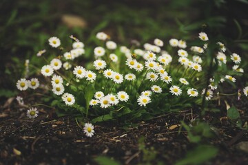 Close-up shot of several chamomile flowers growing in the dirt in a garden