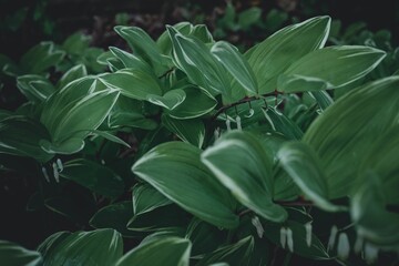 Fototapeta na wymiar Vibrant green leaves of Purchased plant amongst a lush bed of foliage in a sun-dappled setting