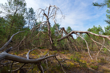 Dead tree in the forest path to the Hot Valley in Trois Pignons forest