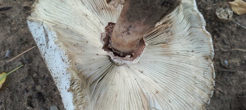 Closeup, upside down photograph of a white wild mushroom