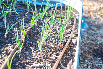Round metal raised bed with onion seedlings growing and drip irrigation system at backyard garden, Dallas, Texas, recyclable corrosion resistant growing container with young green scallion plants