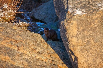 European mink perched atop a grey rock in a natural outdoor setting