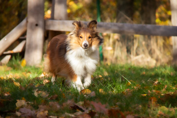 Adorable puppy of shetland sheepdog also known as sheltie.	
