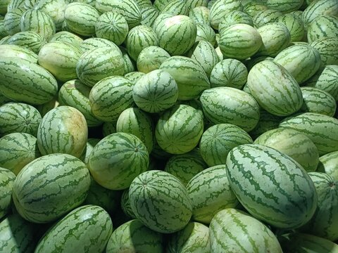 Watermelon is a flowering plant species of the Cucurbitaceae family and the name of its edible fruit. 