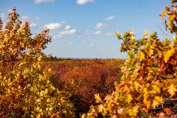 Idyllic view of autumn foliage from an open area, with a glimpse of trees in the background