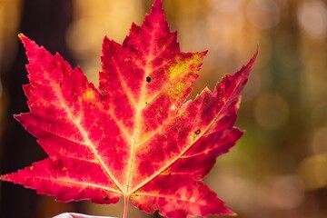 Vibrant red maple tree leaf illuminated in a golden hue, captured in the warm autumn season