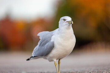 Delaware gull (Larus delawarensisLarus delawarensis) standing on a concrete sidewalk