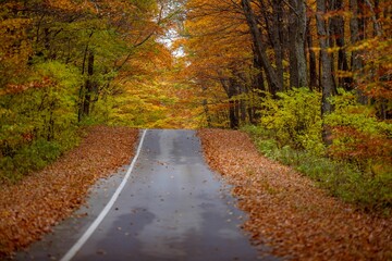 Fototapeta na wymiar Winding road enveloped by trees bursting in a blend of autumnal colors