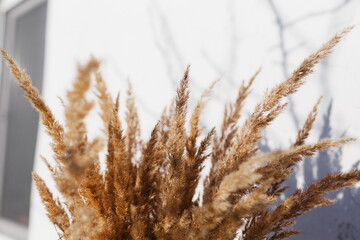 Dry reeds on a white background of sunlight. Abstract flowers of