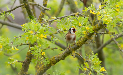 Stieglitz, Vogel, Singvogel, bunt, farbenfroh, einheimisch 