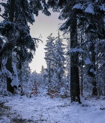Beautiful  landscape of trees in the forest during winter