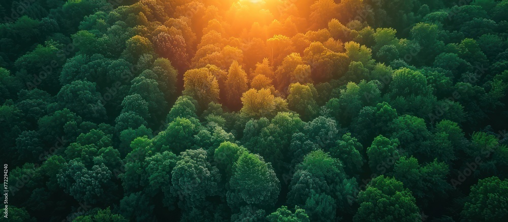 Poster sun shining through dense foliage in a forest, creating a mesmerizing pattern of light and shadows o