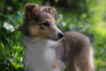 Adorable puppy of shetland sheepdog also known as sheltie.	
